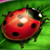 Ladybird